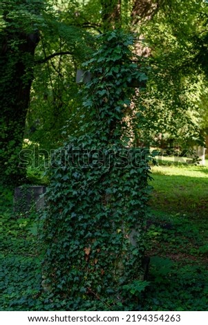 old cemetery, old cemetery, tombstone overgrown with ivy. overgrown grave stones Nature background in cemetery, tall ancient gray stones with curved tops. A gravestone in an ancient churchyard