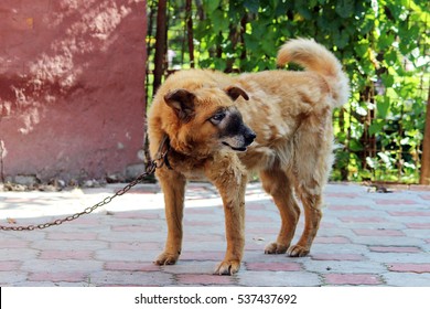 Old Chain Red Dog With A Malignant Inoperable Tumor On The Face In The Area Of The Nasal Cavity