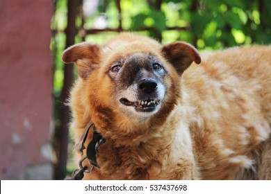 Old Chain Red Dog With A Malignant Inoperable Tumor On The Face In The Area Of The Nasal Cavity