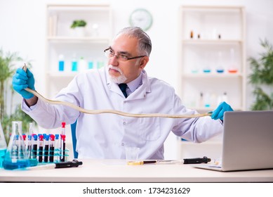 Old chemist holding snake at the science laboratory - Shutterstock ID 1734231629