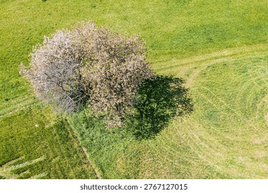 An old cherry tree in full bloom in Franconian Switzerland, seen from a bird's-eye view.