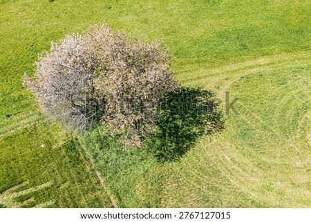 An old cherry tree in full bloom in Franconian Switzerland, seen from a bird's-eye view.