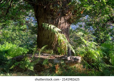 Old Chestnut Tree Trunk In Corsica Mountain