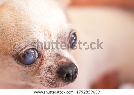 Old chihuahua dog face head on background