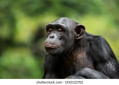 Old Chimpanzee pose for a portrait - Powered by Shutterstock