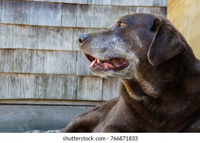 Old Chocolate Lab Dog Looking