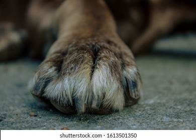 Old Chocolate Lab Paw Resting On Concrete