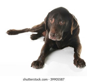 Old Chocolate Lab With Sad Expression.