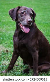 Old Chocolate Lab Sitting In Grass