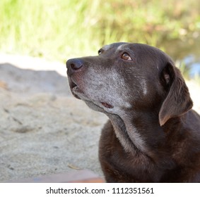 Old Chocolate Labrador Retriever Dog