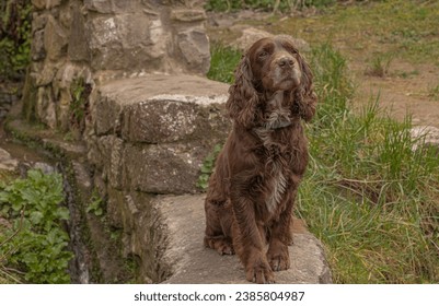 Old Chocolate Working Cocker Spaniel sat on a wall by a stream