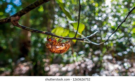 Old cicada shell clinging to a twig in a forest trail, weathered by a muddy material. Image is back-lit by the afternoon sun. Cicadas have a 6-7 years life cycle.