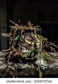 Old Clay Pot Overgrown With Vines