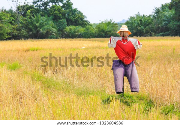 rice paddy hard hat