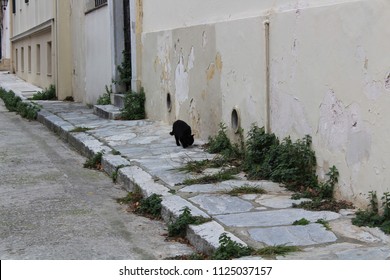 Old Cobblestone Streets With Plants On The Sidewalk, No People, Black Cat Snooping. Athens, Greece