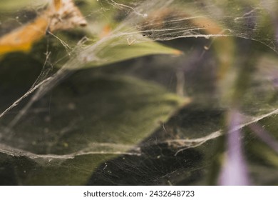 Old cobwebs on the leaves of a plant - Powered by Shutterstock