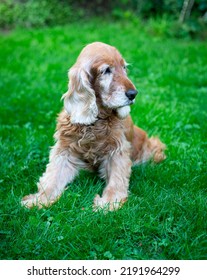 Old Cocker Spaniel Dog Lying On Grass