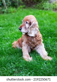 Old Cocker Spaniel Dog Lying On Grass