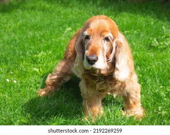 Old Cocker Spaniel Dog Lying On Grass