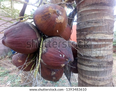 The old coconut is brown on the coconut tree.