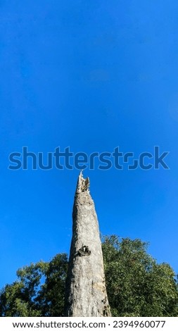 old coconut tree without leaves against a blue sky background.