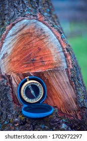 old compass in the tree