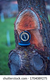 old compass in the tree