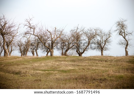 The old and completely dry tree. apple trees. old apple orchard. dry trees. the road in the old apple orchard. broken tree branch. old apple orchard in spring. garden landscape.