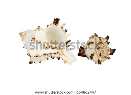 Old Conch Sea Shell isolated on white background
