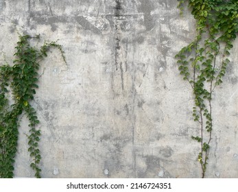 old concrete wall  covered with grass and vines - Powered by Shutterstock