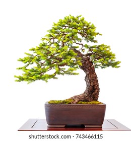 Old Conifer Common Spruce As Little Bonsai Tree White Isolated