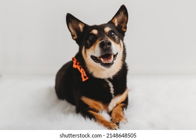 Old Corgi Mix Dog Portraits