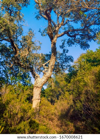 Similar – Image, Stock Photo Andalusian landscape