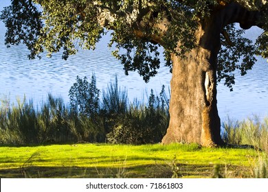 Old Cork Oak Tree On The Shore