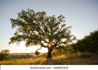 Old Cork oak tree (Quercus suber) in evening sun, Alentejo Portugal Europe