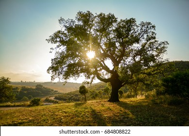 Old Cork Oak Tree (Quercus Suber) In Evening Sun, Alentejo Portugal Europe