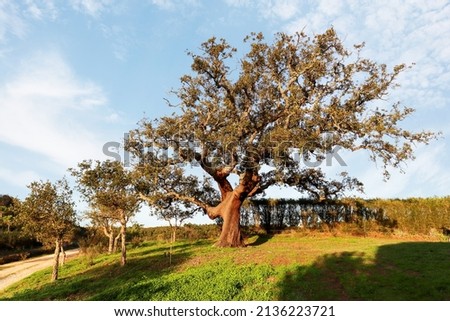 Old Cork oak tree (Quercus suber) in the evening sun in early spring, Alentejo Portugal Europe