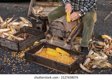 Old corn sheller, corn flake machine, grater tool, corncobs.