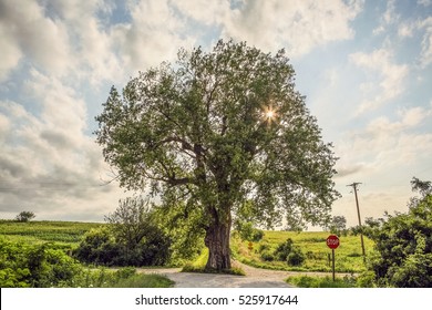 Old cottonwood tree in the middle of a country road intersection