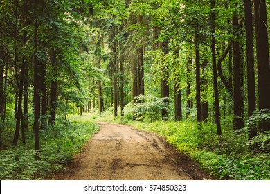 Old Country Road Through Summer Trees Woods Forest In Sunny Day. Summer Forest Landscape In Belarus Or European Part Of Russia
