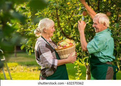 Old Couple Is Picking Apples. Woman Smiling And Holding Basket. Fruit Garden Ideas.