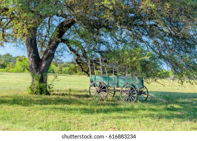 Old Covered Wagon Under The Oak Tree