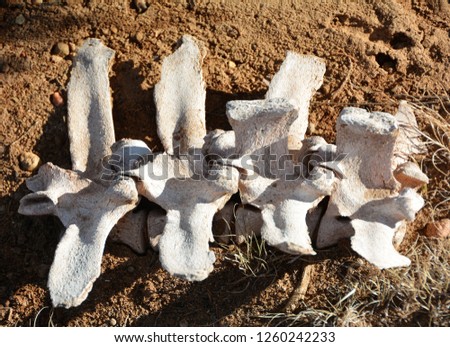 Old Cow Bones