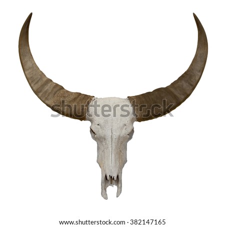 Old cow or bull skull with horns isolated on white with clipping path
