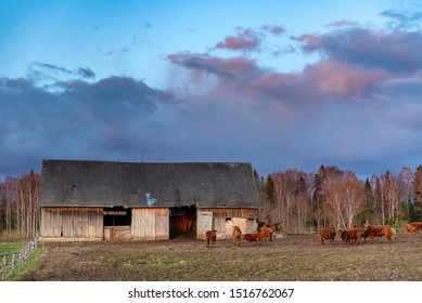 Old Cow Farm Barn In Evening During Sunset Sky. (high ISO Image)