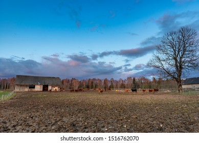 Old Cow Farm Barn In Evening During Sunset Sky. (high ISO Image)