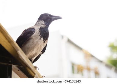 Old Crow looks at camera while sitting on an old rail fence.