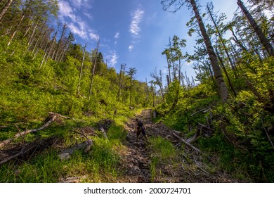 An old cutting area in the Primorskaya taiga. The destroyed taiga in Russia. Forest poaching.