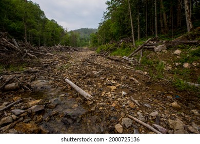 An old cutting area in the Primorskaya taiga. A forest road destroyed by forestry equipment.