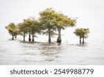 Old cypress trees in Lake Murray SC on a calm still morning